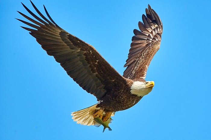 A flying eagle with a fish in it’s talons.